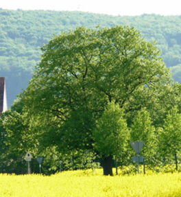 Bild der Linde in der Ehlheimer Straße